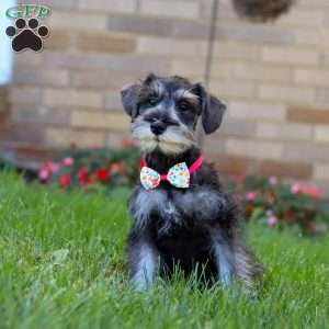Violet, Miniature Schnauzer Puppy